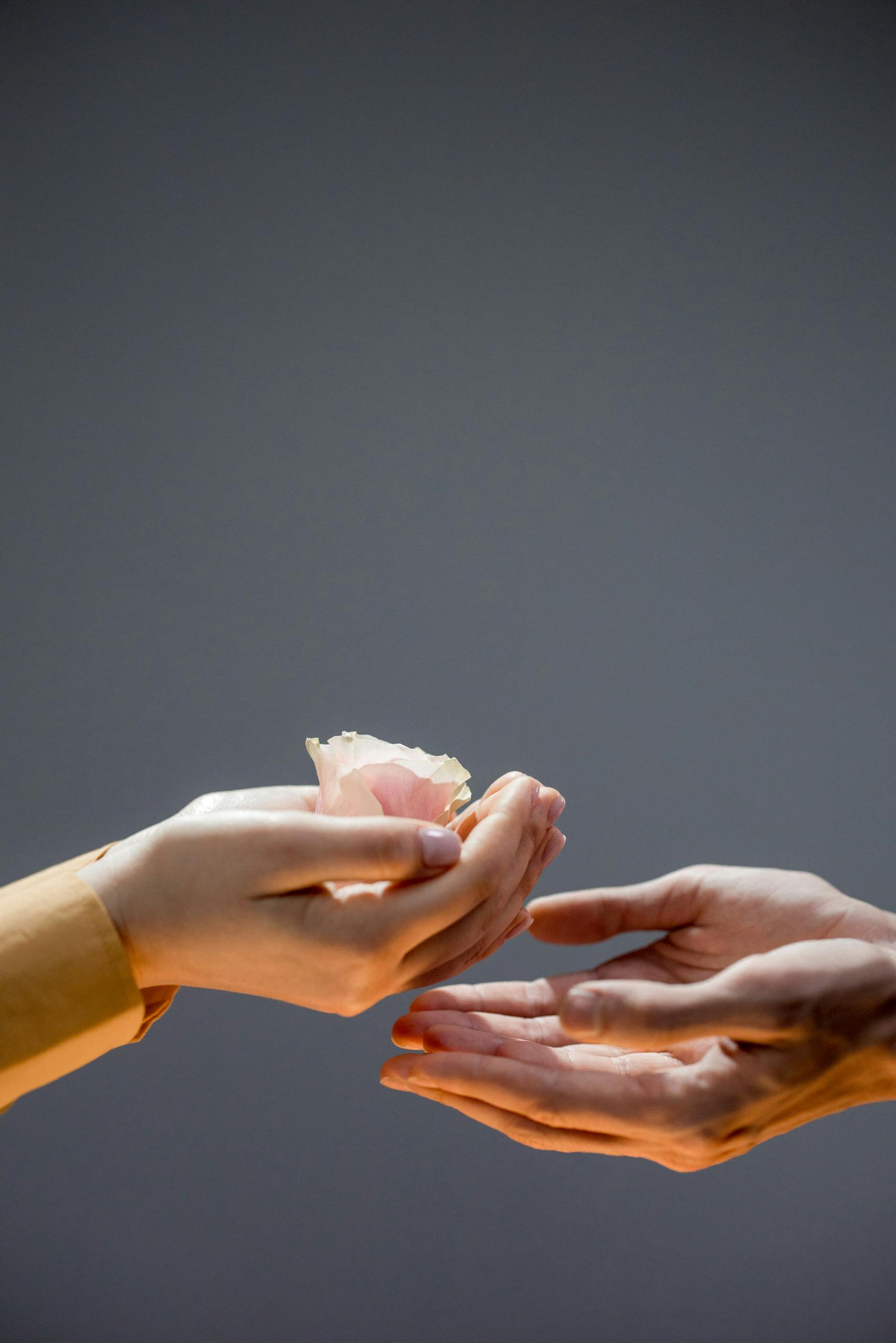 A close-up of hands gracefully exchanging a delicate pink flower petal, symbolizing kindness.
